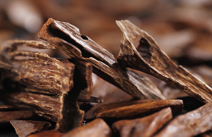 Lemnul de Agar (Oud) – Ce Este, Beneficii, Preț și Utilizări în Parfumerie - Olfino