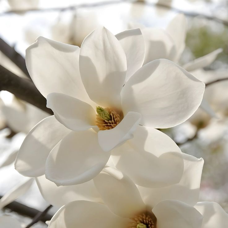 Parfumuri cu mosc – Eleganță și senzualitate în esențe unice